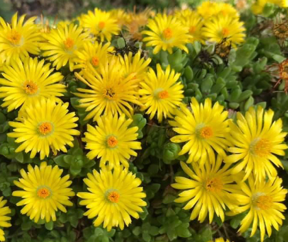 Delosperma nubigenum 